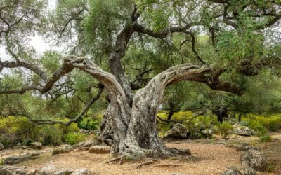 Das Apostolische Glaubensbekenntnis als Bollwerk gegen Antijudaismus